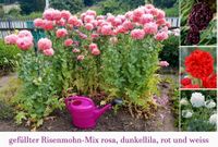 Wenige Tütchen mit 200 Samen gefüllter Riesen-Mohn pink oder Mix. Sachsen-Anhalt - Halle Vorschau