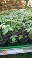 3 Tomatenpflanzen "Harzfeuer" für 5 € Salattomate Leipzig - Mockau-Nord Vorschau