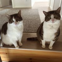 Zwei Geschwister Katzen (weiblich) Rheinland-Pfalz - Waldsee Vorschau
