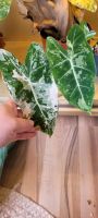 Alocasia Frydek Variegata Rheinland-Pfalz - Polch Vorschau