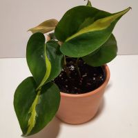 Philodendron scandens Brasil Bayern - Kirchseeon Vorschau