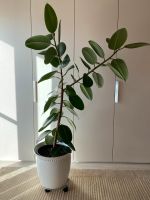 Gesunder Gummibaum Ficus Robusta 1,70cm hoch Seitentrieb 85cm Baden-Württemberg - Wiernsheim Vorschau