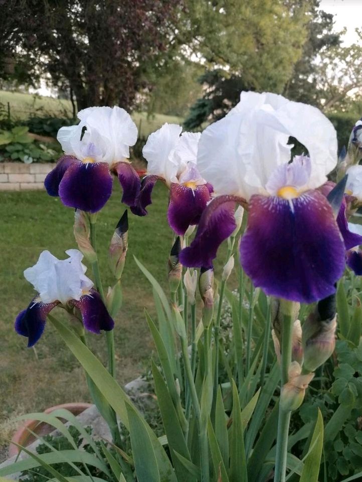 Schwertlilien Iris Stauden Insektenmagnet in Wegendorf (Altlandsberg)