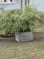 Bambus Pflanze Bielefeld - Sennestadt Vorschau
