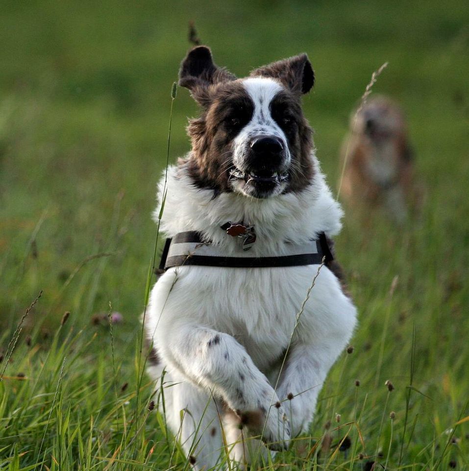 Familiäre Hundepension / Hunde-u.Kleintierbetreuung/Gassi-Service in Miehlen