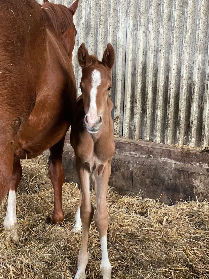 Love Story Stamm - OL - Esquin White x Lauries Crusador in Hamburg