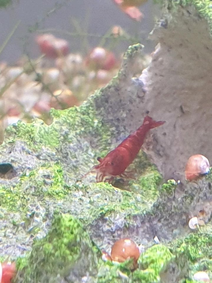 Rote Garnelen / Neocaridina davidi in Breitenburg