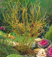 Cornus stolonifera Flaviramea Gelber Hartriegel 60-80cm gross Nordrhein-Westfalen - Simmerath Vorschau