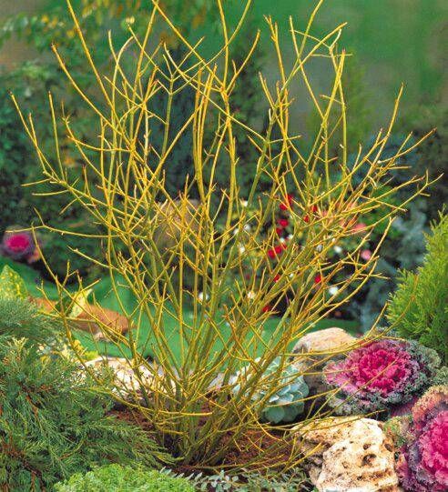 Cornus stolonifera Flaviramea Gelber Hartriegel 60-80cm gross in Simmerath