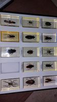 Insekten im Glas Nordrhein-Westfalen - Moers Vorschau