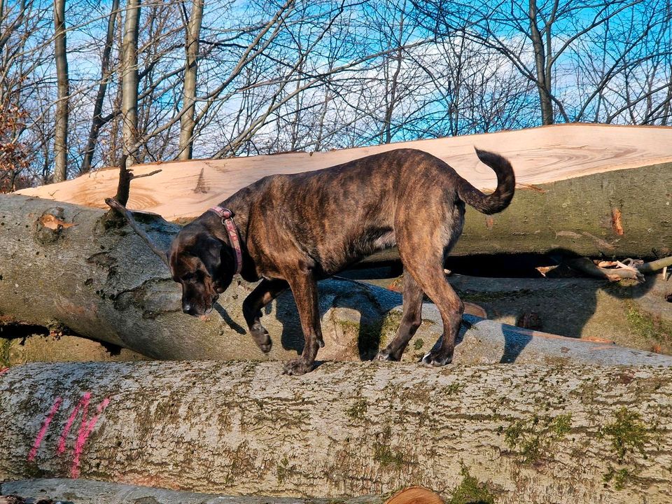 Liebevolle Hundebetreuung auf Gegenseitigkeit in Wieda