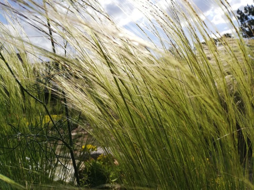 Ferderhaargras winterhart - Schönes Ziergras / Gräser für Garten in Bad Schmiedeberg