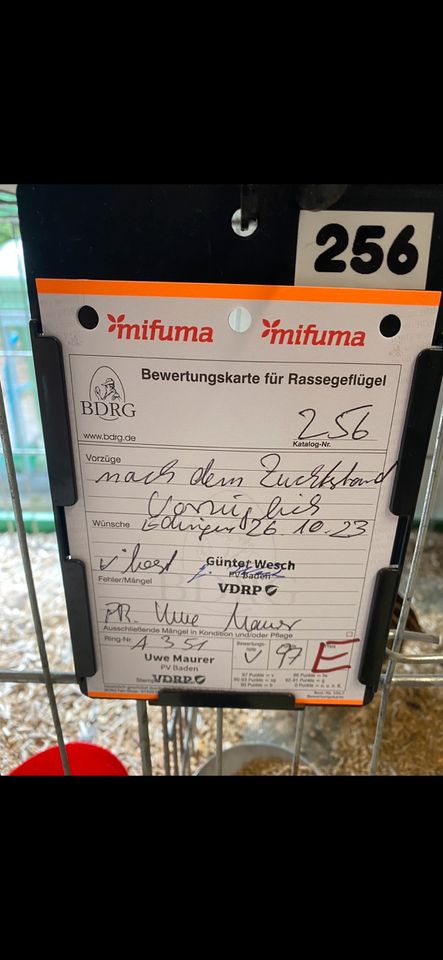 Wachteleier, Bruteier, Wachtel, Wachteln, weiß, ‼️0,50€‼️ in Edingen-Neckarhausen