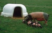 Iglu, Tieriglu, Tierunterstand, Hütte, Schweinehütte Bayern - Osterberg Vorschau