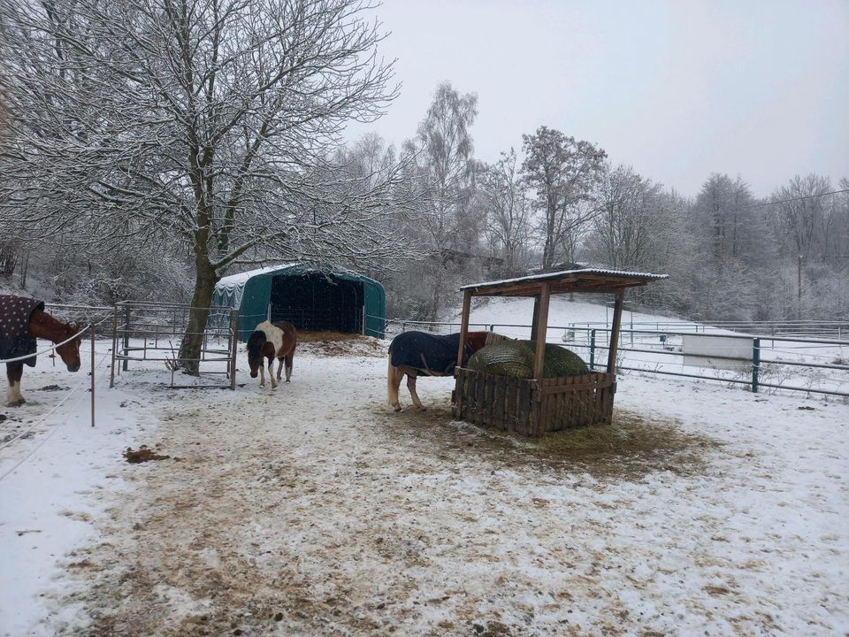 Pferdeboxen/Offenstallplätze in Grimma