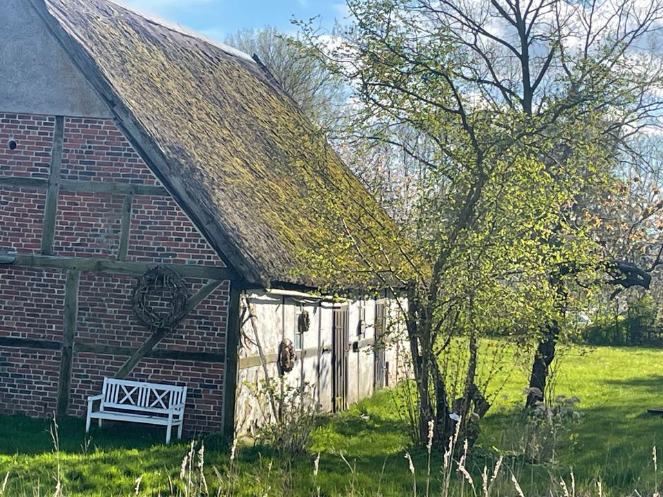 Sonniges Baugrundstück mit alter Scheune auf Rügen in Patzig