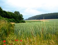 Grundstück in 31171 Nordstemmen Niedersachsen - Nordstemmen Vorschau