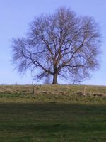 Die Helfende Hand rund um Baum und Garten Hessen - Wetzlar Vorschau