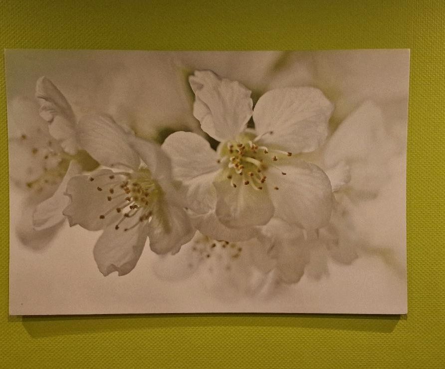 Großes Wandbild mit Kirschblüten von Ikea auf Keilrahmen in Schleswig