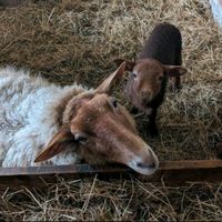 Coburger Fuchsschaf Bocklamm Nordrhein-Westfalen - Wipperfürth Vorschau