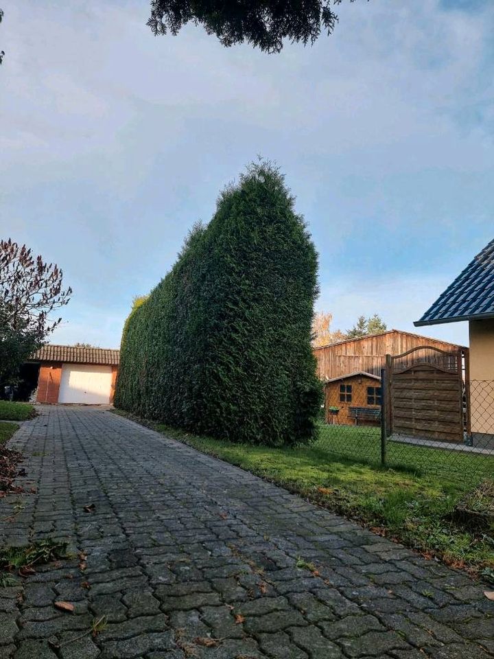 Baumklettern, Baumpflege, Baumfällung, Gartenpflege Heckenschnitt in Elmenhorst/Lichtenhagen