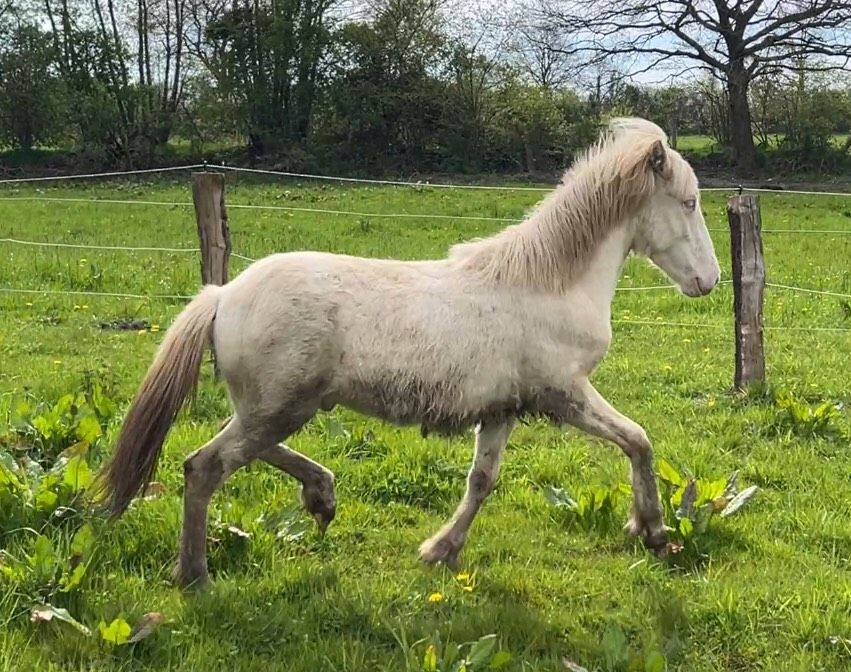 Islandpferd Isländer Cremello Hengst in Fleckeby