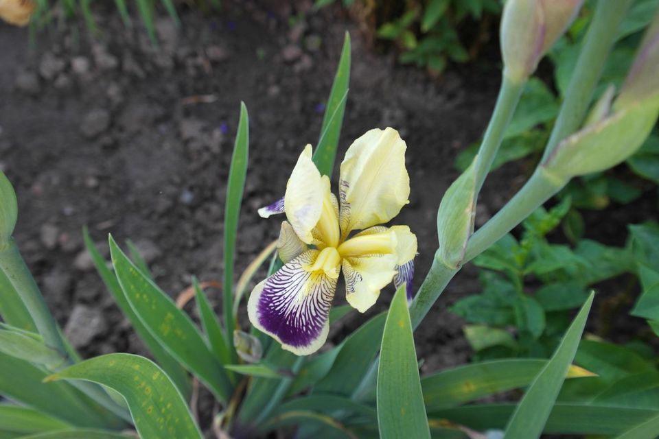 20 versch. Lilien Iris Schwertlilien u. Stauden in Künzell