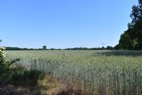 Knapp 17ha landw. Fläche - 82% Ackerland pachtfrei - gute Erreichbarkeit Brandenburg - Karstädt Prignitz Vorschau