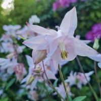 Akelei, vitale Staude, Hummelmagnet. Rosa,weiss,blau-lila Essen - Huttrop Vorschau