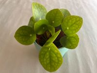 ★ Pilea, Ufopflanze, Hochzeit, Geburtstag, Geldpflanze, Geschenk Findorff - Findorff-Bürgerweide Vorschau