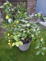 Zitronenbaum ca. 1.20 m vom Boden aus Rheinland-Pfalz - Rhens Vorschau