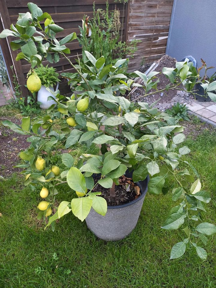 Zitronenbaum ca. 1.20 m vom Boden aus in Rhens