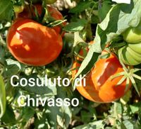 Cosuluto di Chivasso bio Tomatenpflanze Fleischtomate Rheinland-Pfalz - Mainz Vorschau