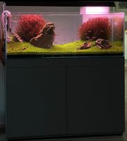 Aquarium Aquascape 120x50x45 Bayern - Mering Vorschau