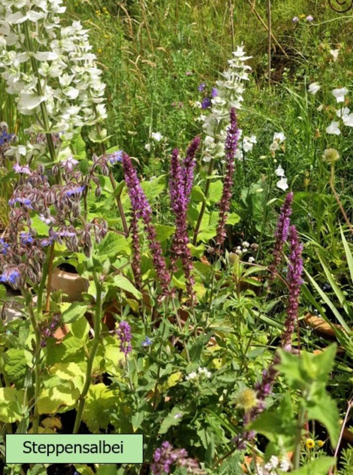 Echter Lavendel mehrjährig, besonders insektenfreundlich in Alzenau