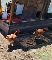 2 Rhodeländer Hühner, Hennen Bayern - Eitensheim Vorschau