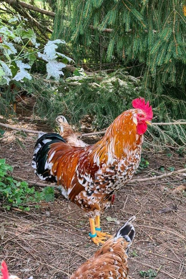 Eier Original "Schwedische Blumenhühner" in Rheinbach