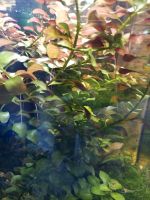 Ludwigia Aquarienpflanzen abzugeben 2für 1€ Sachsen-Anhalt - Zerbst (Anhalt) Vorschau