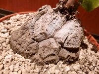 Dioscorea elephantipes, Caudex, Schildkrötenpflanze, Silber Kiel - Mitte Vorschau