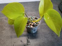 Epipremnum Aureum 'Neon' (Efeutute) Schleswig-Holstein - Neumünster Vorschau