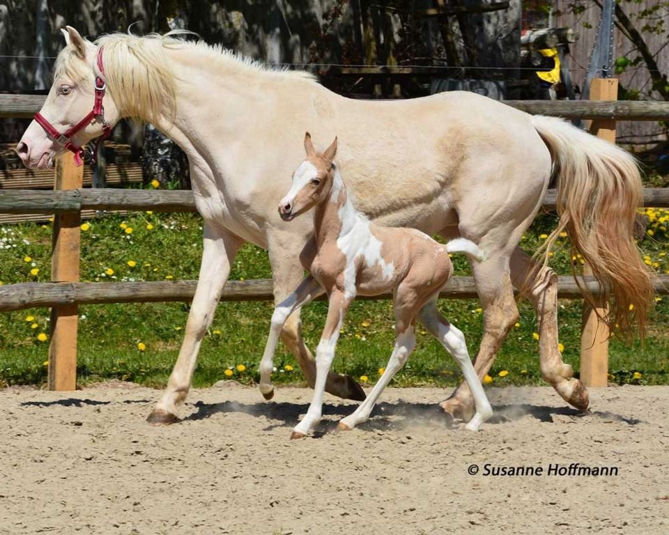 Cremellostute, arab. Partbred, geb 2009, als Beisteller in Kraichtal