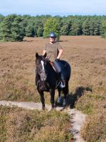 Pferd sucht Reitbeteiligung Nordrhein-Westfalen - Lienen Vorschau