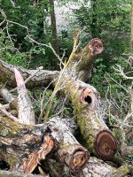 Walnussbaumstamm Brennholz Holz Rheinland-Pfalz - Blaubach Vorschau