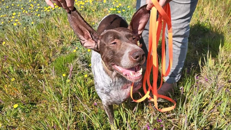 Zauberhafte DINA ❤️ sucht ihre Familie! in Schiffdorf