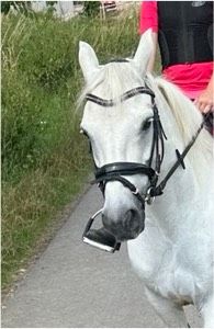 Überraschungsbox Pony/ Shetty/ Vollblut in Halle (Holzminden)