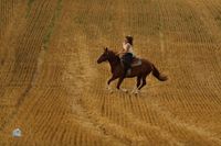 Reitbeteiligung mit Rundum Begleitung und Unterricht Bayern - Wiesenfelden Vorschau