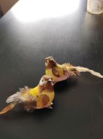 2 Vögel auf Clip von Depot zu verschenken Nordrhein-Westfalen - Windeck Vorschau