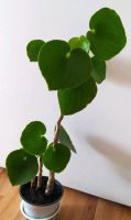 Pfefferpflanze Peperomia ca. 58cm Sachsen-Anhalt - Lutherstadt Wittenberg Vorschau