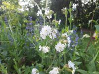 Silene latifolia weiße Lichtnelke Samen Saatgut Naturgarten Nordrhein-Westfalen - Euskirchen Vorschau