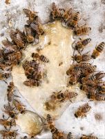 Bienen Ableger bis 20 Völker Bienenvolk Wirtschaftsbienen Hessen - Rotenburg Vorschau